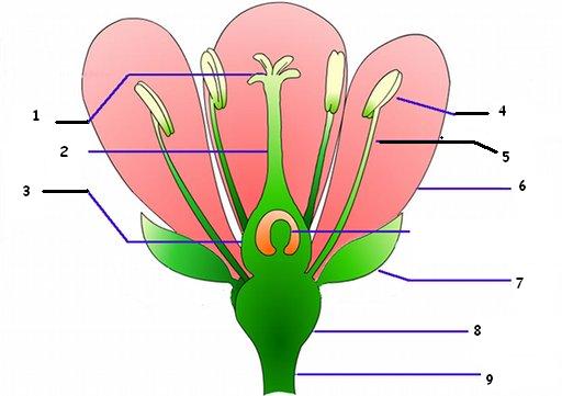 Diagram Of A Flower And Its Parts